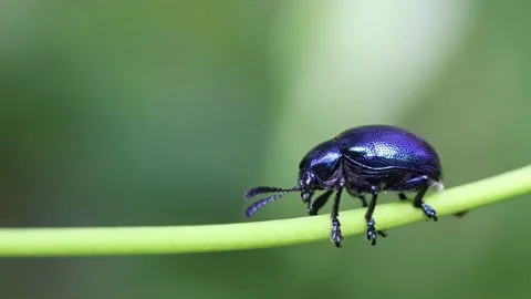 High resolution (4k) footage of a wild beetle. Stock Footage 208942641