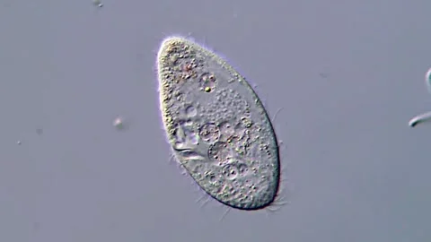 High Resolution 4K Video of protozoa Movement 스톡 동영상 317957588