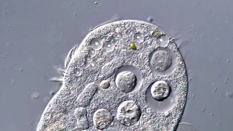 High Resolution 4K Video of Rotifera Protozoa Motion 库存影片 316997538