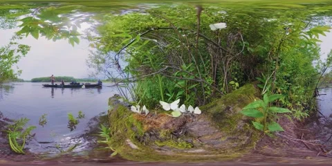High resolution 5k 360VR video of butterflies on the bank of Volga river Vídeo Stock 130345952