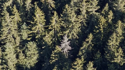 High-resolution aerial footage capturing the dense evergreen canopy of a Stock Footage 346674684
