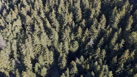 A high-resolution aerial shot capturing the dense evergreen canopy of a Stock Footage 346677301