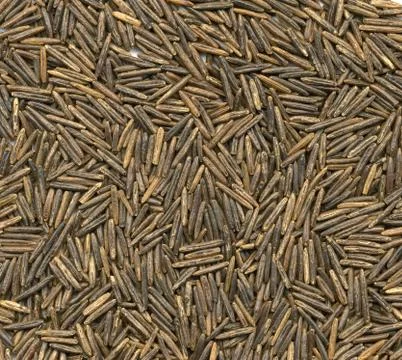 High resolution close-up background of black rice variety 스톡 사진