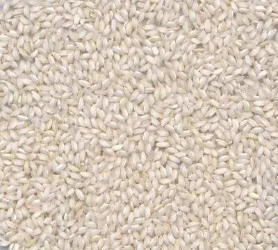 High resolution close-up background of white rice variety 库存照片