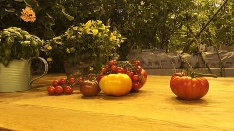High resolution close up video of a different varieties of tomatoes on the table Stock Footage 126601246
