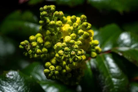 High resolution closeup of generic green, and brown vegetation in a natural f Stock Photos