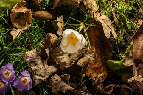 High resolution closeup of white Crocus petals, and stamen in a natural woodl Stock Photos