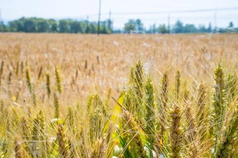 High Resolution Desktop Background Featuring Grain In Ear Harvest Of Cereal Stock Photos