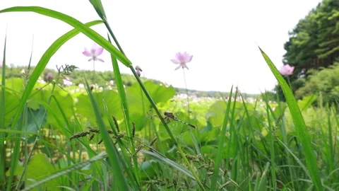 High Resolution Drone Capture of Lotus Farm Stock Footage 319609270