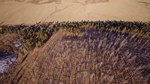 High-resolution drone view looking up burned mountainside after lightning 库存影片 332620989