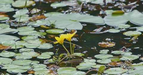 High resolution flower shot Stock Footage 245442786