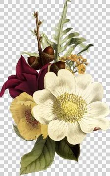 High-Resolution Flowers, Trees, and Natural Elements Stock Illustration