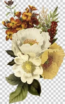 High-Resolution Flowers, Trees, and Natural Elements Stock Illustration