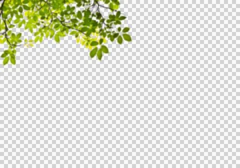 High-Resolution Flowers, Trees, and Natural Elements Stock Illustration