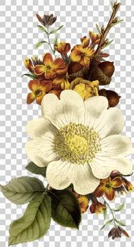 High-Resolution Flowers, Trees, and Natural Elements 스톡 일러스트