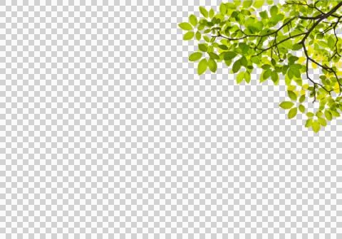 High-Resolution Flowers, Trees, and Natural Elements Stock Illustration