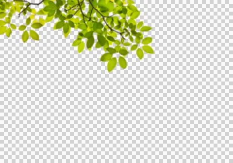 High-Resolution Flowers, Trees, and Natural Elements Stock Illustration