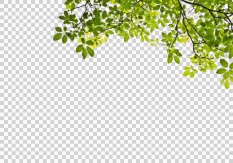 High-Resolution Flowers, Trees, and Natural Elements Stock Illustration