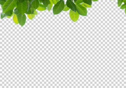 High-Resolution Flowers, Trees, and Natural Elements Stock Illustration