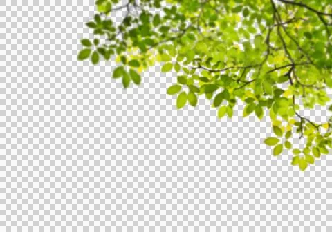 High-Resolution Flowers, Trees, and Natural Elements Stock Illustration