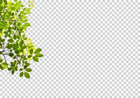 High-Resolution Flowers, Trees, and Natural Elements Stock Illustration