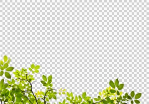 High-Resolution Flowers, Trees, and Natural Elements 스톡 일러스트