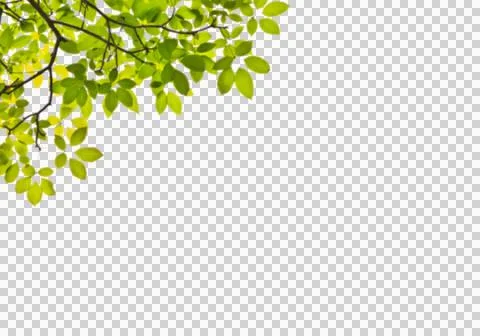 High-Resolution Flowers, Trees, and Natural Elements Stock Illustration