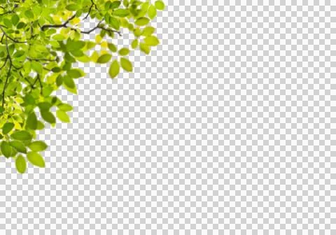 High-Resolution Flowers, Trees, and Natural Elements Stock Illustration