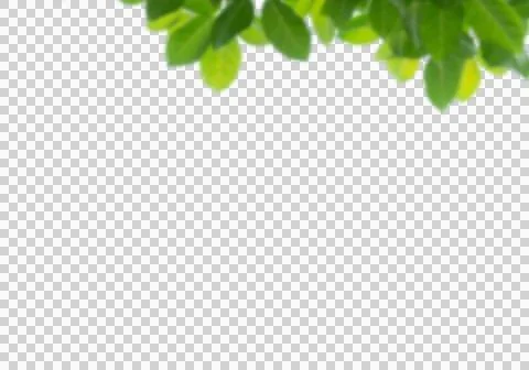High-Resolution Flowers, Trees, and Natural Elements 스톡 일러스트