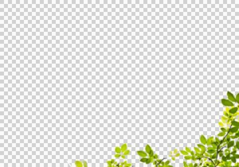 High-Resolution Flowers, Trees, and Natural Elements Stock Illustration