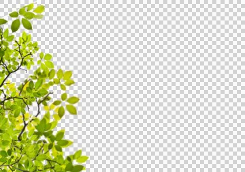 High-Resolution Flowers, Trees, and Natural Elements Stock Illustration