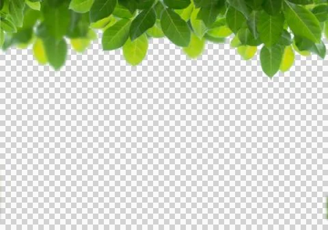 High-Resolution Flowers, Trees, and Natural Elements 스톡 일러스트