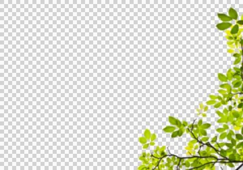 High-Resolution Flowers, Trees, and Natural Elements Stock Illustration