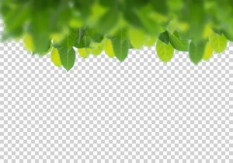 High-Resolution Flowers, Trees, and Natural Elements Stock Illustration
