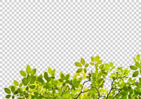 High-Resolution Flowers, Trees, and Natural Elements Stock Illustration