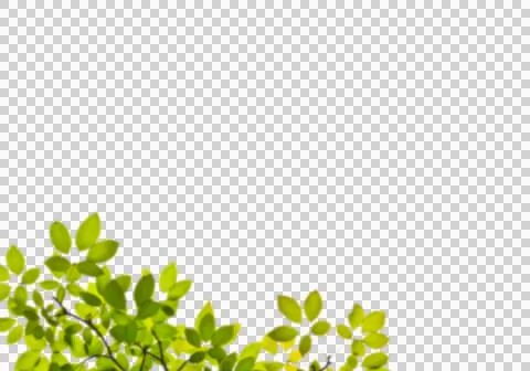 High-Resolution Flowers, Trees, and Natural Elements Stock Illustration