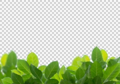 High-Resolution Flowers, Trees, and Natural Elements Stock Illustration