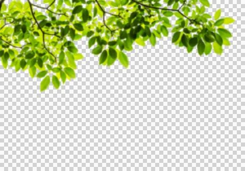 High-Resolution Flowers, Trees, and Natural Elements Stock Illustration