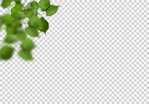 High-Resolution Flowers, Trees, and Natural Elements Stock Illustration