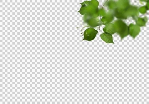 High-Resolution Flowers, Trees, and Natural Elements Stock Illustration