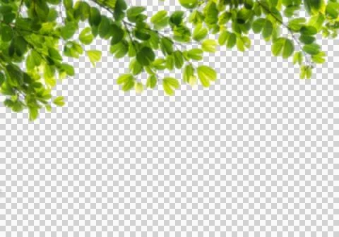 High-Resolution Flowers, Trees, and Natural Elements Stock Illustration