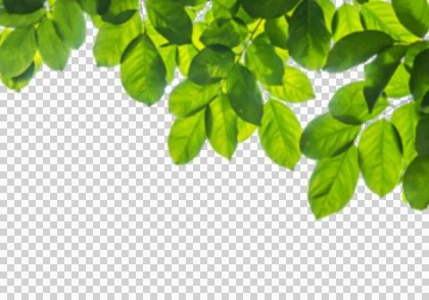 High-Resolution Flowers, Trees, and Natural Elements Stock Illustration