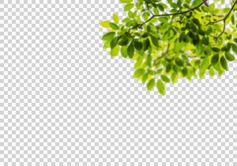 High-Resolution Flowers, Trees, and Natural Elements Stock Illustration