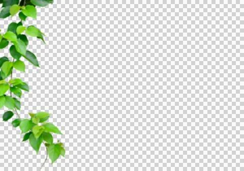 High-Resolution Flowers, Trees, and Natural Elements Stock Illustration