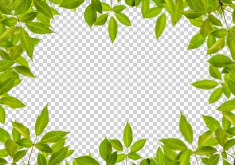High-Resolution Flowers, Trees, and Natural Elements 스톡 일러스트
