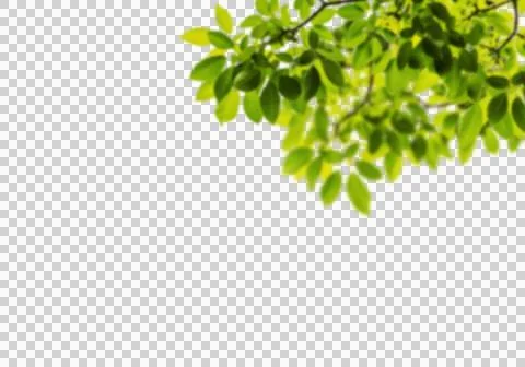 High-Resolution Flowers, Trees, and Natural Elements Stock Illustration