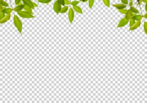 High-Resolution Flowers, Trees, and Natural Elements Stock Illustration