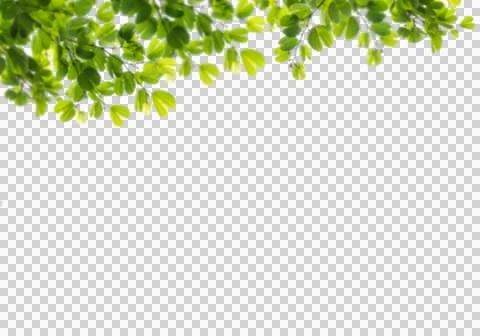 High-Resolution Flowers, Trees, and Natural Elements 스톡 일러스트