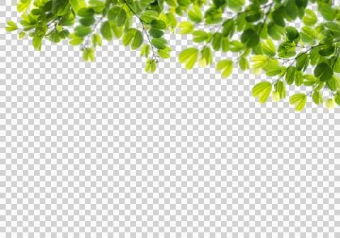 High-Resolution Flowers, Trees, and Natural Elements Stock Illustration