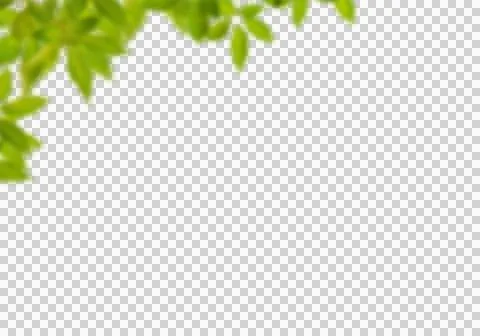 High-Resolution Flowers, Trees, and Natural Elements Stock Illustration